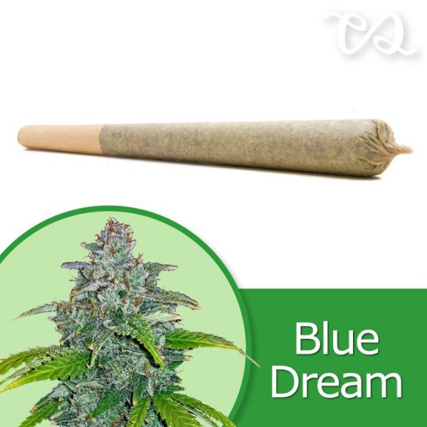 Blue Dream Pre-Rolled Cone